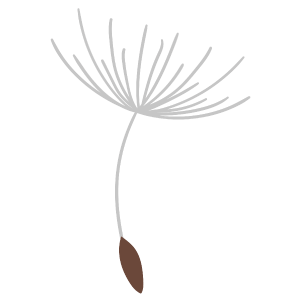 A typical Dandelion seed ready to be taken away by the wind