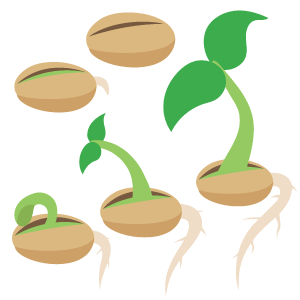 A seed in different stages of germination