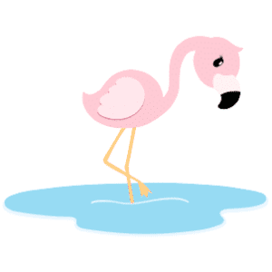 A female flamingo peering down into something in water it is standing it