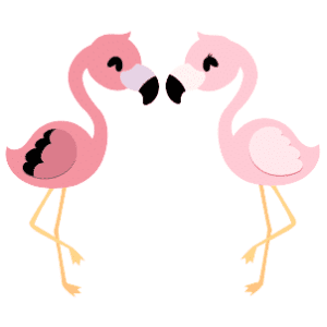 A male and female flamingo nuzzling their beaks together