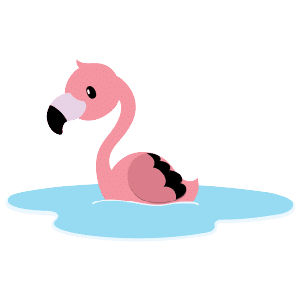 A male flamingo swimming in water