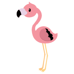 A male flamingo standing on his long legs