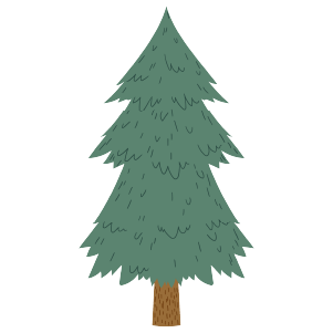 A single evergreen pine tree