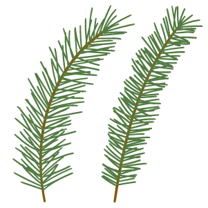 Two pine needles from a Christmas tree