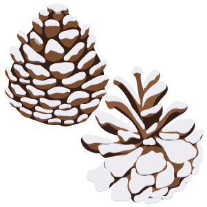 Two snow covered pinecones