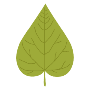 A Summer Cordate Leaf