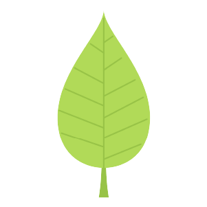 A Summer Ovate Leaf