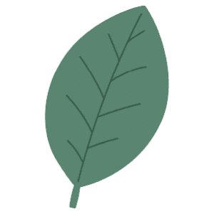 A Summer Smooth Edged Leaf